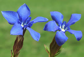 Gentiane
