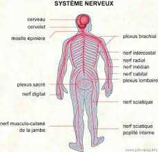 Systeme nerveux